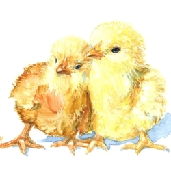 2 цыплёнка