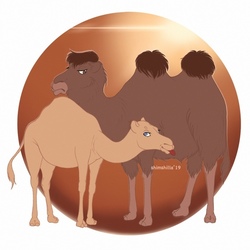 Дромедар и бактриан.