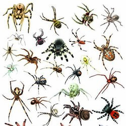 энциклопедия пауков