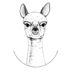 Llama Alpaca