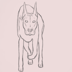 Dog sketch