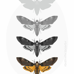 Бабочка "Мёртвая голова"/ Acherontia Atropos