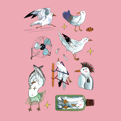 Чайка Акакий