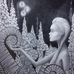 Папоротники