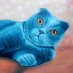 Шотландская вислоухая