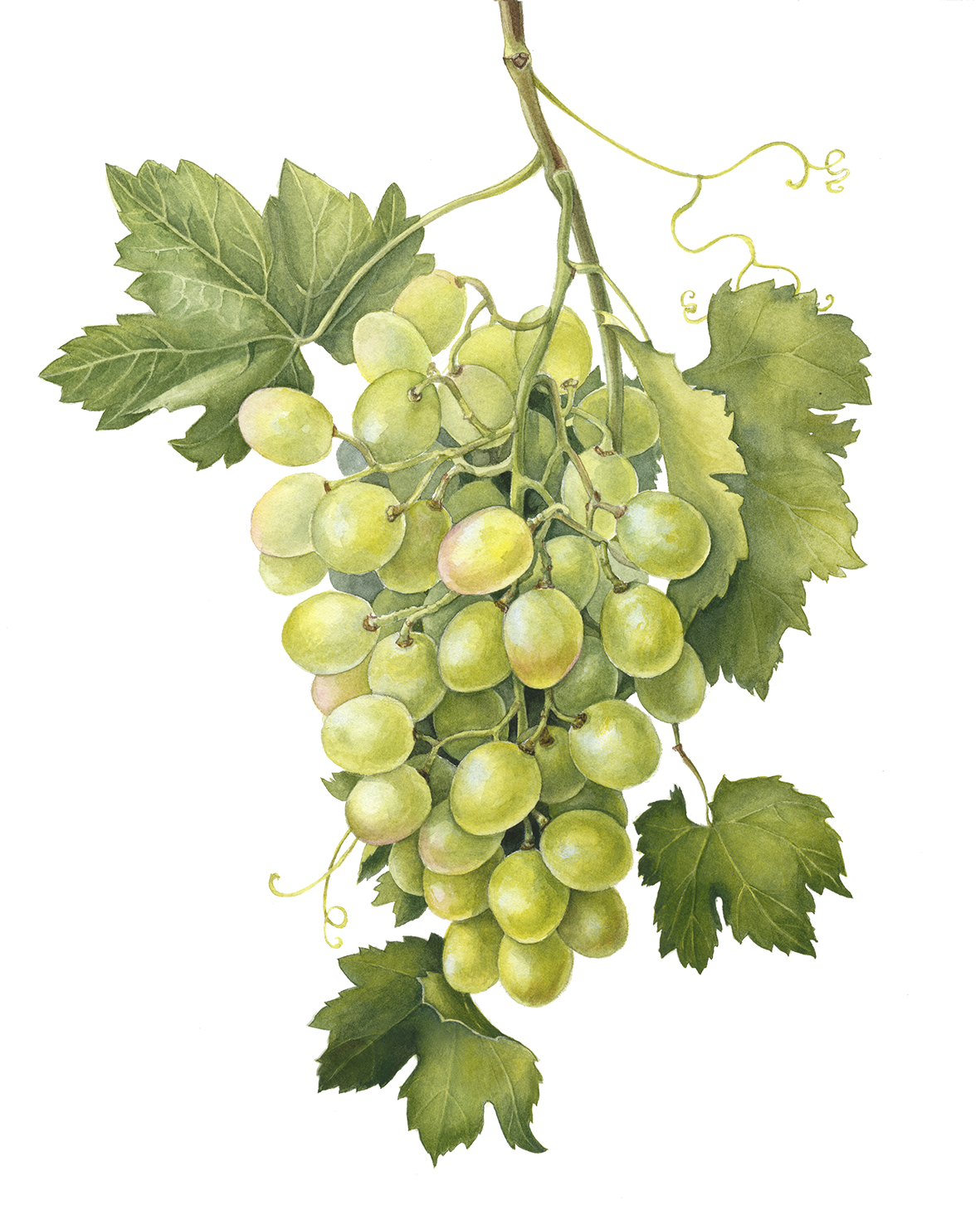 Виноградная гроздь рисунок