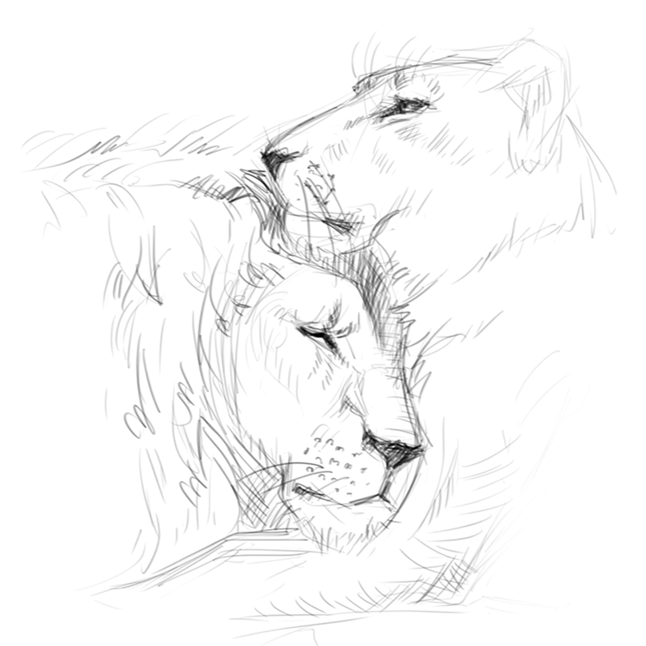 Лев и львица карандашом эскиз