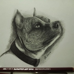 Стаф терьер