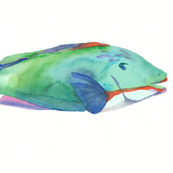 Рыба-попугай