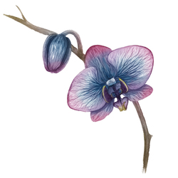 акварель орхидея