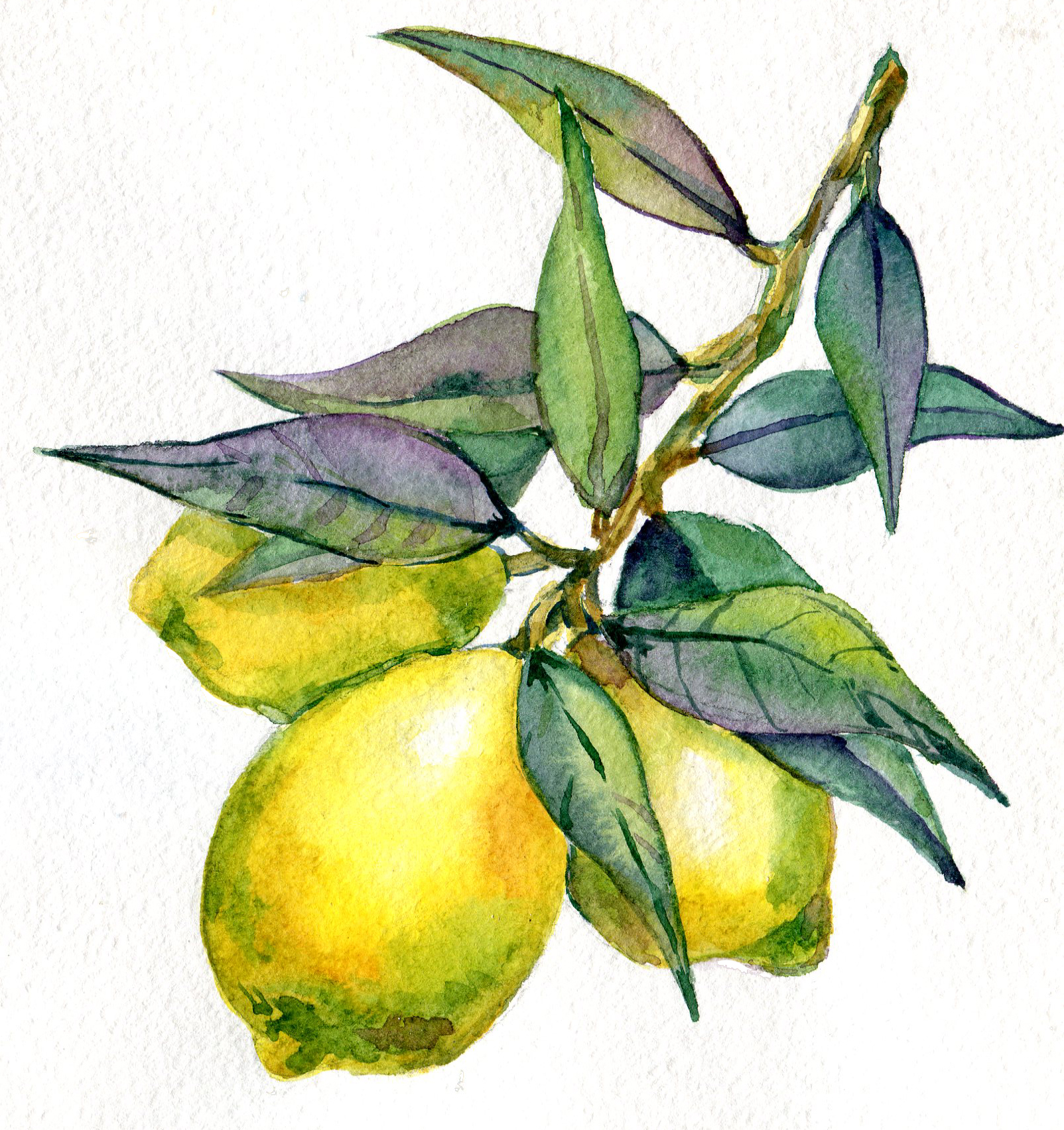 Скетч лимон цветы