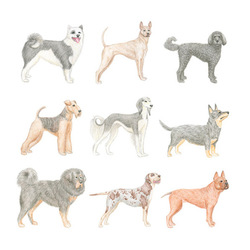 Редкие породы собак