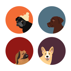 Серия из собак разных пород