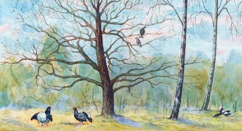 Иллюстрация Весенний лес,тетерева(заставка) в стиле академический