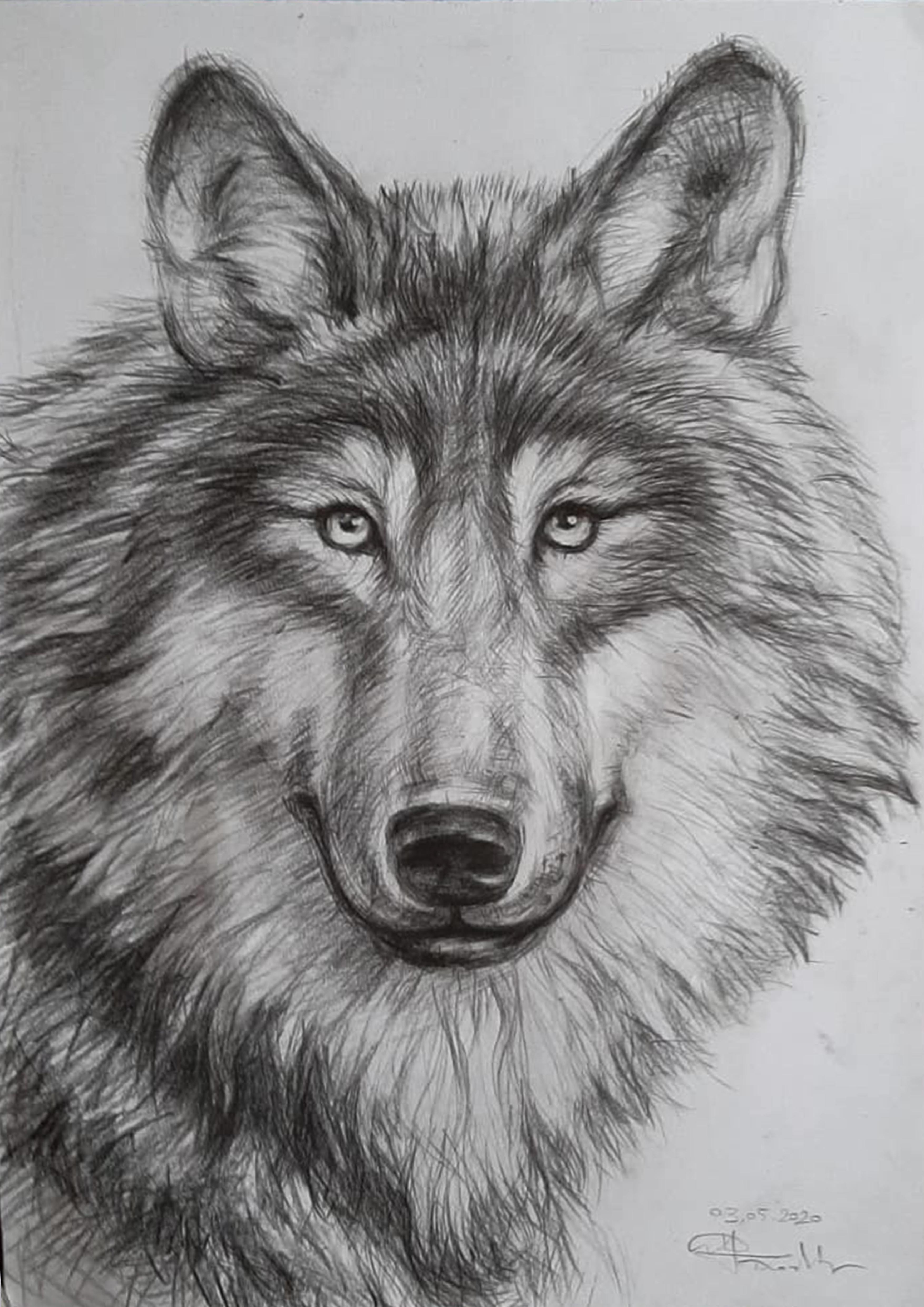 Рисование волка карандашом