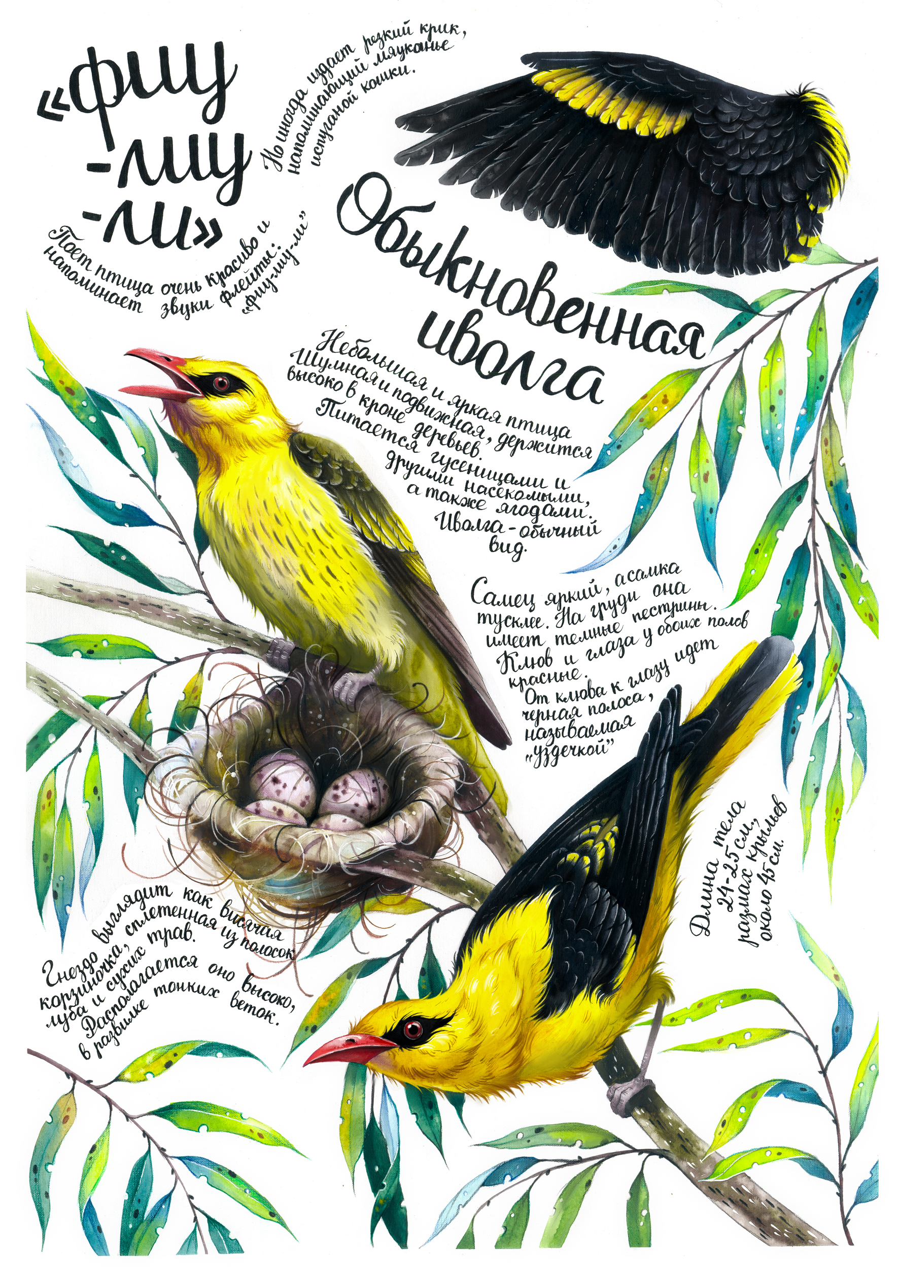 Наталья Токарева иллюстратор птицы