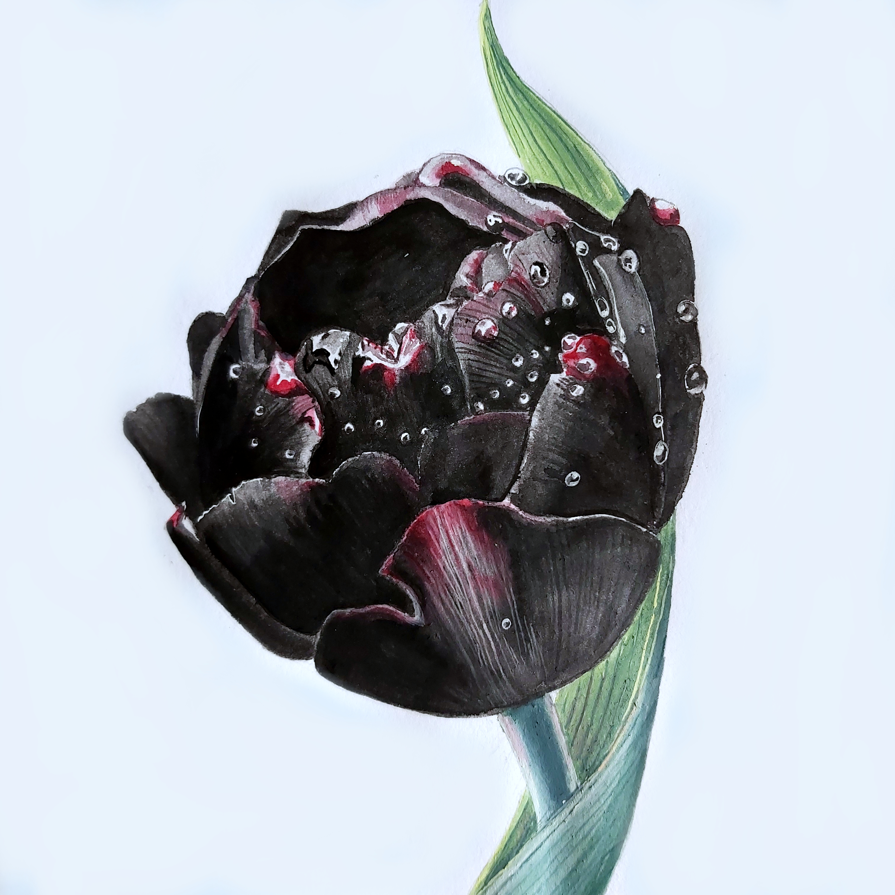 Голландские черные тюльпаны
