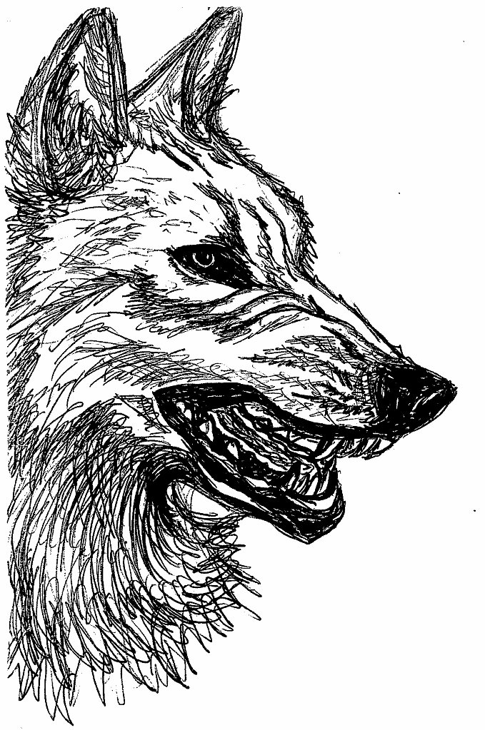 Раскраска волк - распечатать и скачать бесплатно для детей