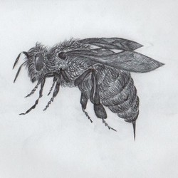 Угадай насекомое