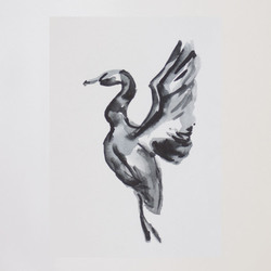 Чёрный Селезень