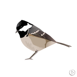 Синица-московка