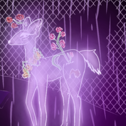 Роза в кустах