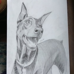 doberman