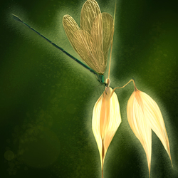 Dragonfly