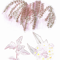 Пузыреплодник Диаболо