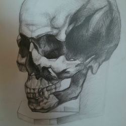 Череп