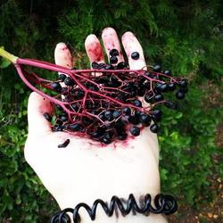 Кровавая ягода