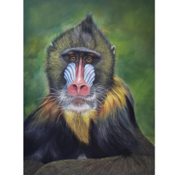 Портрет мандрила