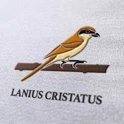 LANIUS CRISTATUS