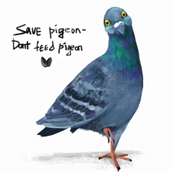 Pigeon