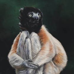 Sifaka