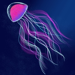 Jellyfish 