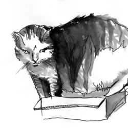 Котик в коробочке-3