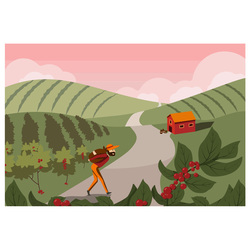 A man collects coffee on his plantation