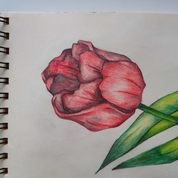 Красный парад 