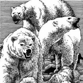 Земля Санникова. Встреча с медведями