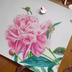 Портрет пиона