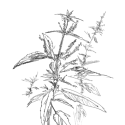 Крапива, ботаническая иллюстрация