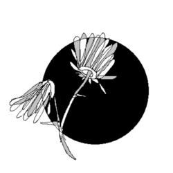 цветы на черном