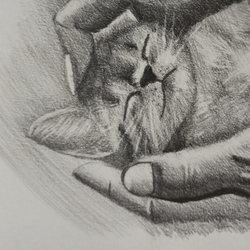 Котенок в ладонях