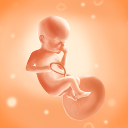 Эмбрион младенец
