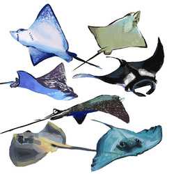 Manta rays