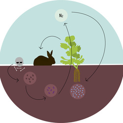 Круговорот азота