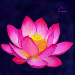  Lotus