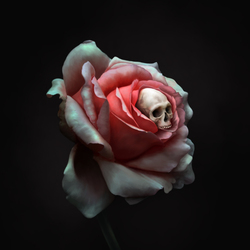 rose and skull