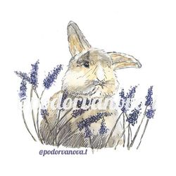 Кролик в лаванде